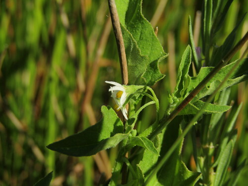 Foto de Solanum sanfurgoi