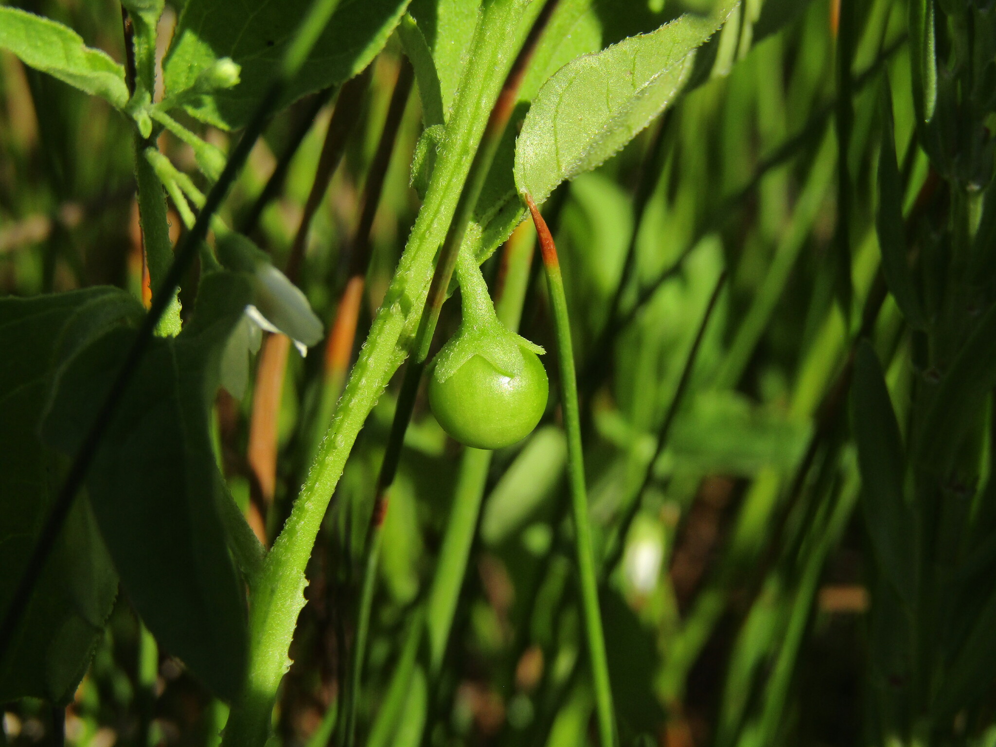 Imagem de Solanum sanfurgoi não possui um nome popular amplamente reconhecido no Brasil