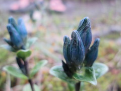 Gentiana glauca