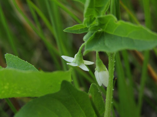 Foto de Solanum sanfurgoi