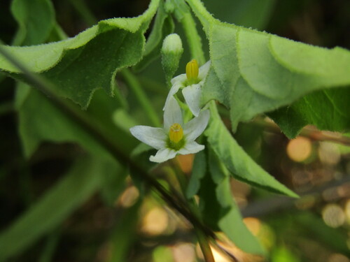 Foto de Solanum sanfurgoi