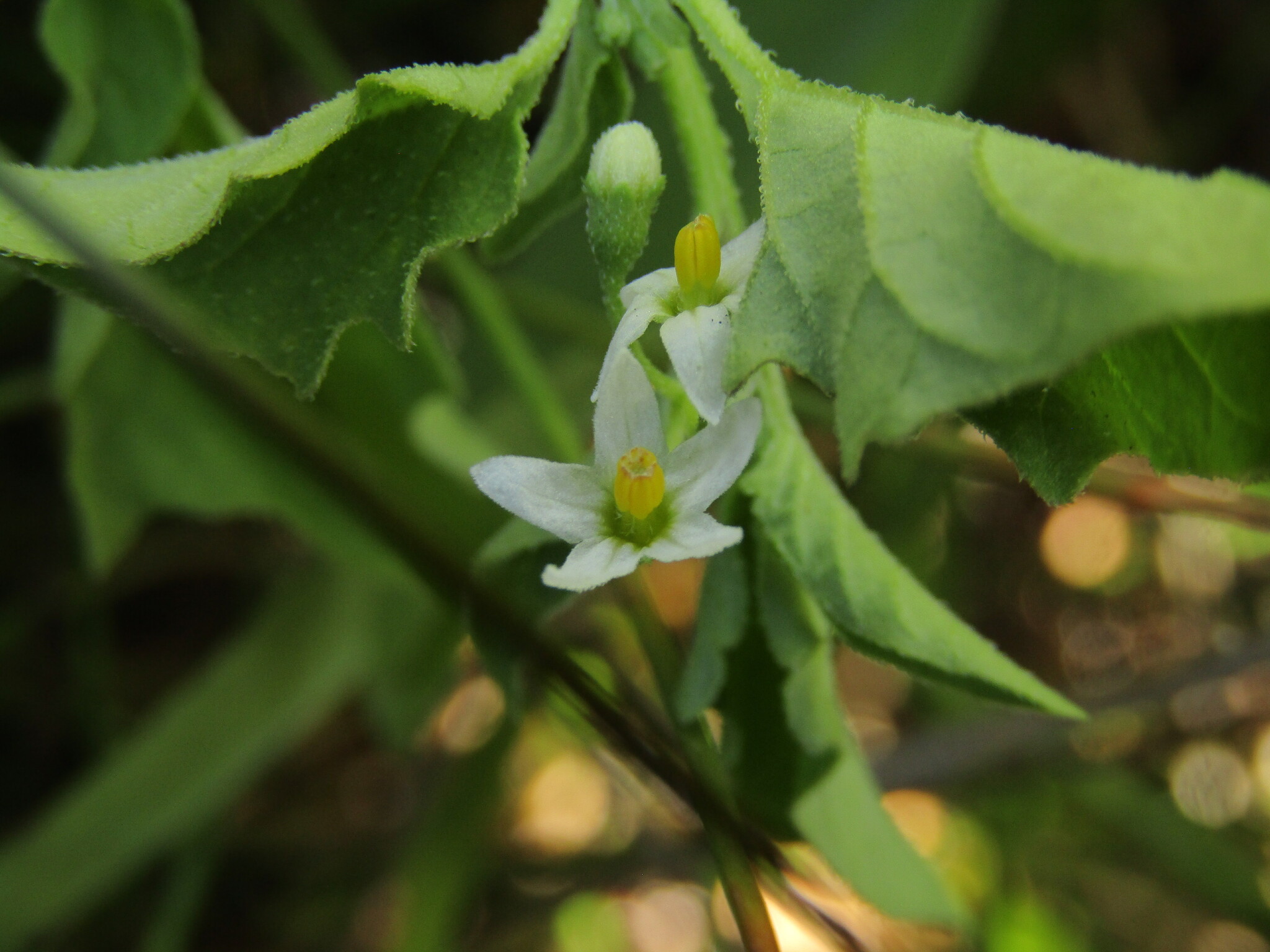 Imagem de Solanum sanfurgoi não possui um nome popular amplamente reconhecido no Brasil