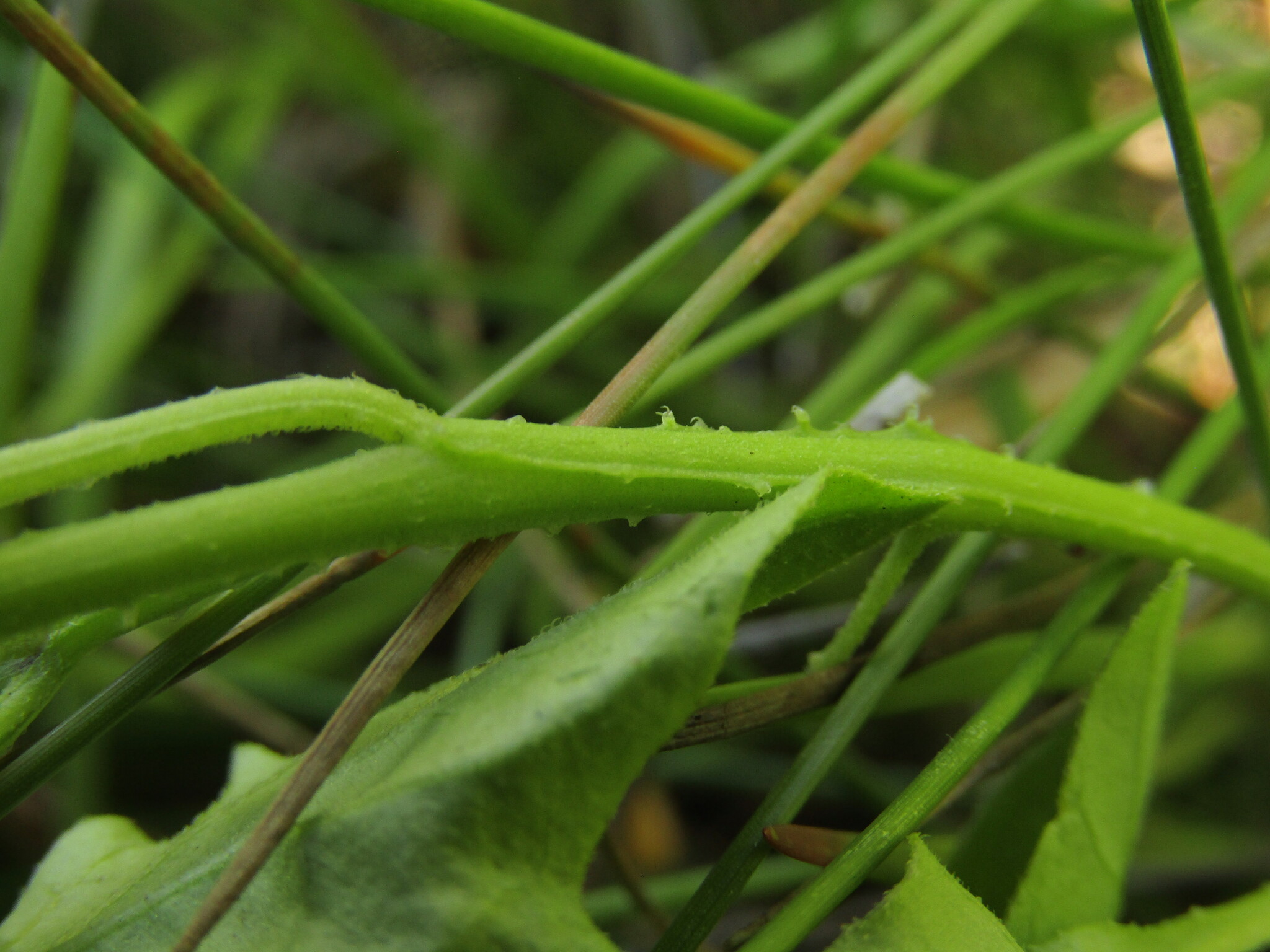 Imagem de Solanum sanfurgoi não possui um nome popular amplamente reconhecido no Brasil
