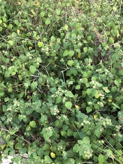 Pavonia lasiopetala