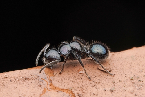 侧毛海胆蚁Echinopla lateropilosa