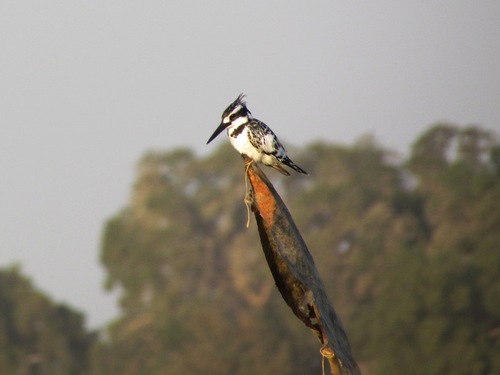 Pied Kingfisher