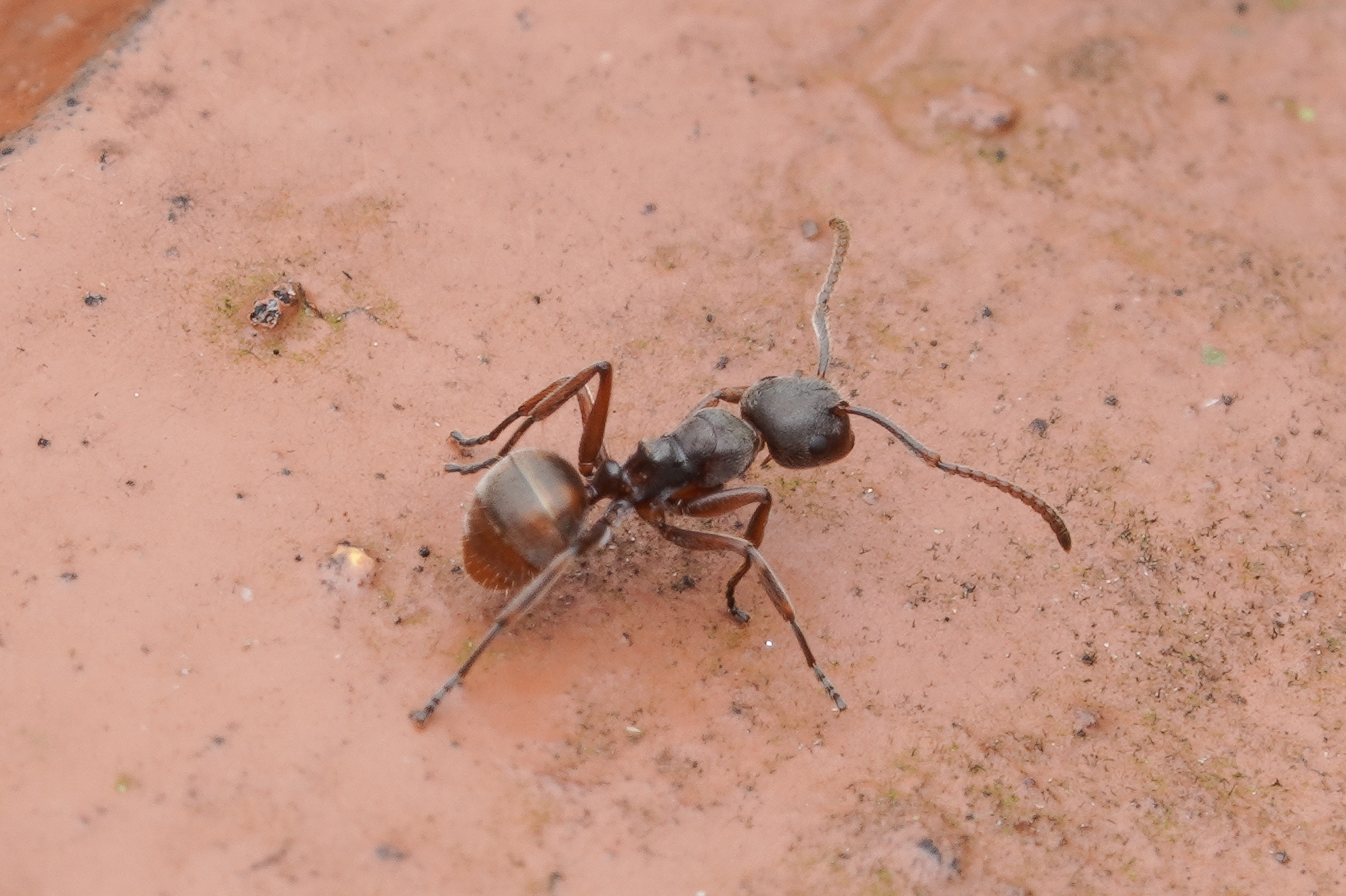 Camponotus javaensis