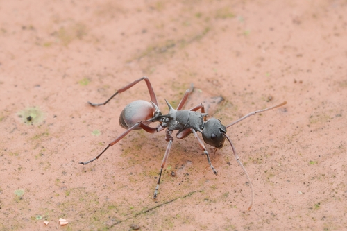 Polyrhachis basirufaPolyrhachis basirufa