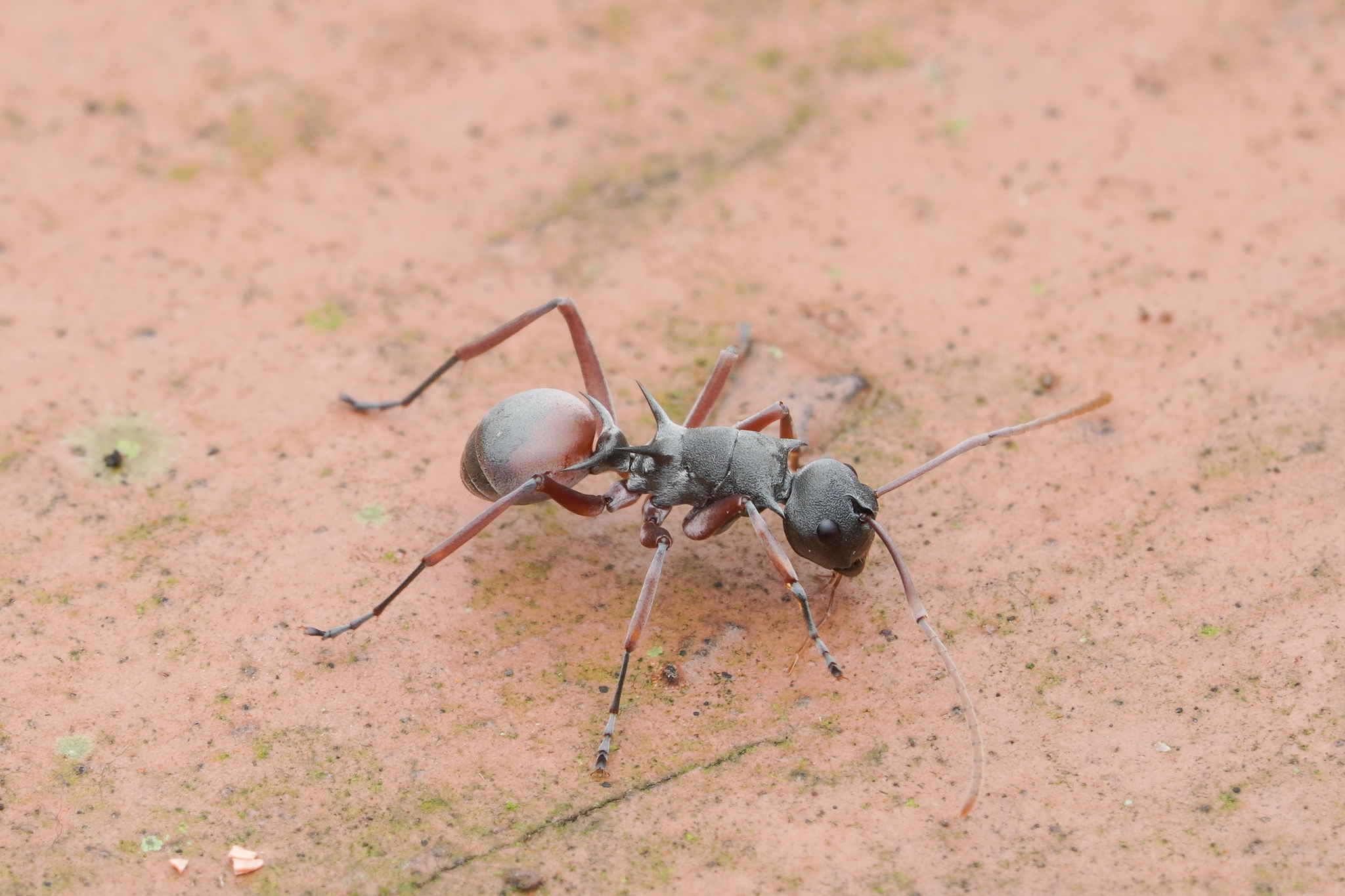 Polyrhachis basirufa