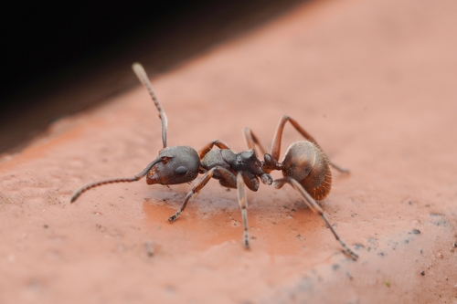 Camponotus javaensisCamponotus javaensis