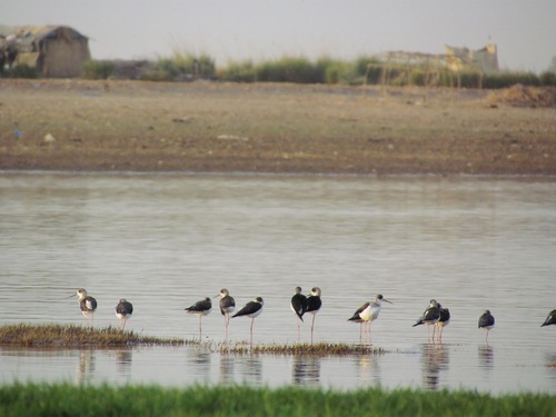 Black-winged Stilt