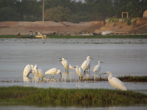 Little Egret