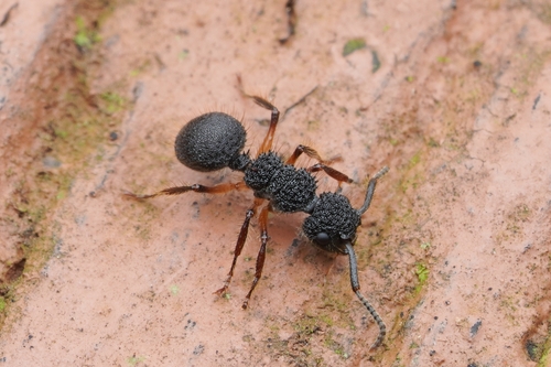Echinopla tritschleriEchinopla tritschleri