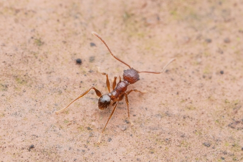 Pheidole quadrensisPheidole quadrensis