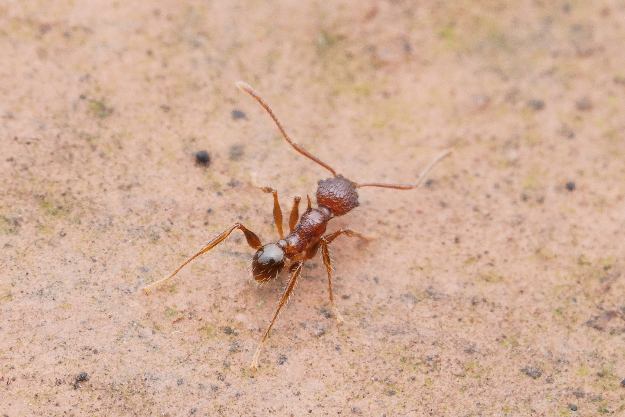 Pheidole quadrensis