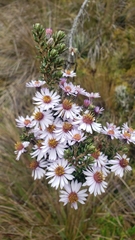 Diplostephium hartwegii