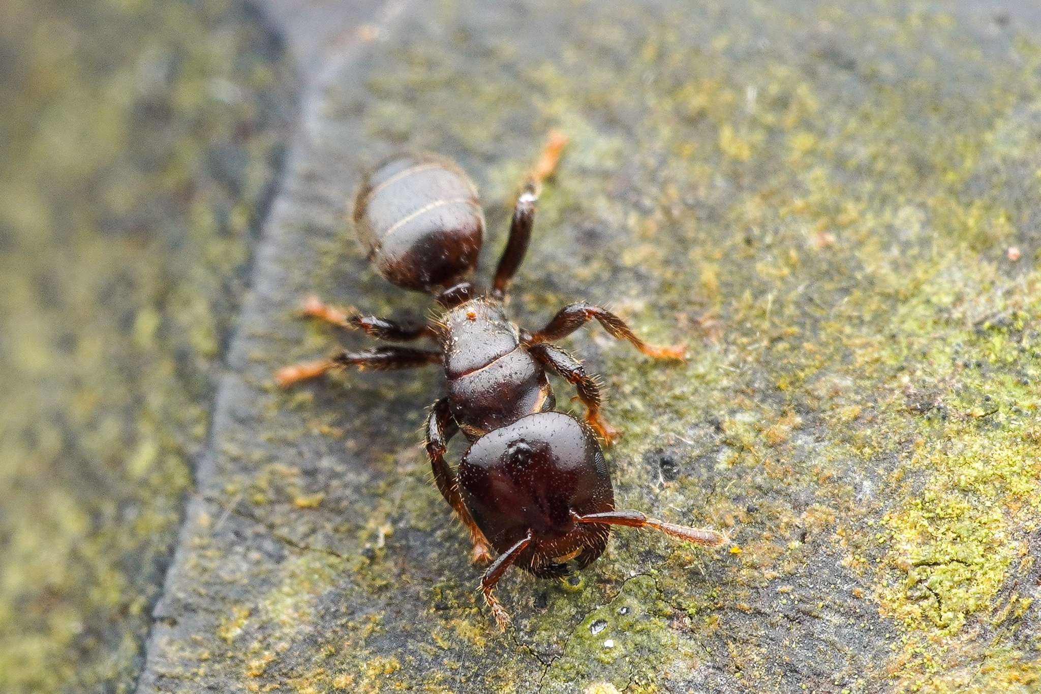 Cladomyrma hewitti