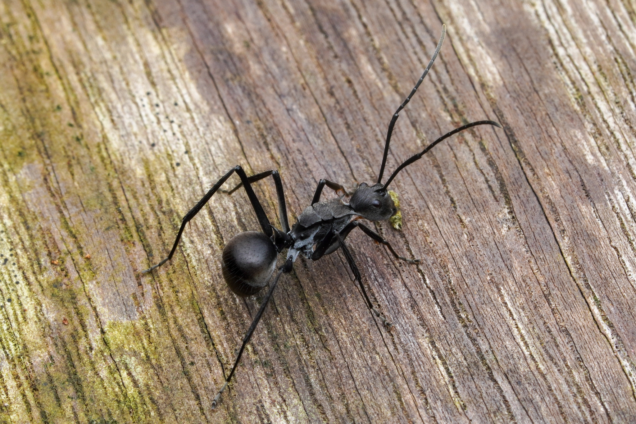 Polyrhachis villipes