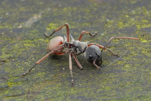Polyrhachis cephalotesPolyrhachis cephalotes