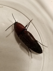 Parallelostethus attenuatus
