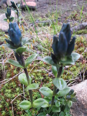 Gentiana glauca