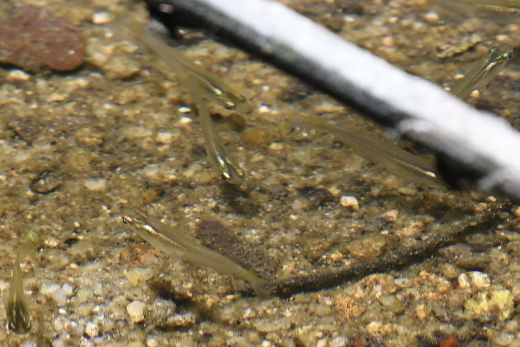 Javanese Ricefish (Oryzias javanicus)