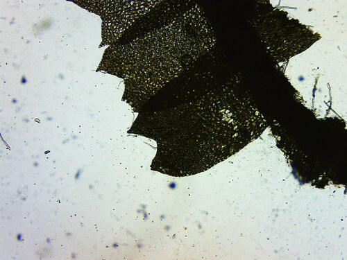 Image of Geocalyx graveolens by (c) Andrejus Gaidamavičius, some rights reserved (CC BY)