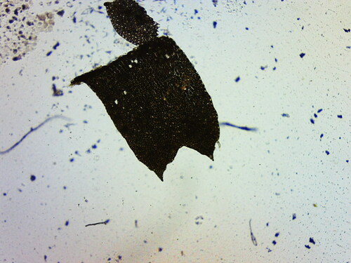 Image of Geocalyx graveolens by (c) Andrejus Gaidamavičius, some rights reserved (CC BY)