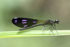 Aristocypha fenestrella