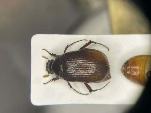 Serica georgiana lecontei