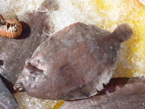 Foto de Mendo limon (Microstomus kitt)
