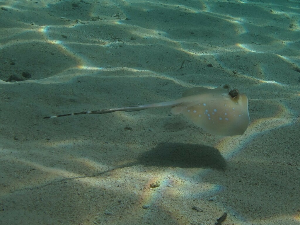 West Papuan Maskray