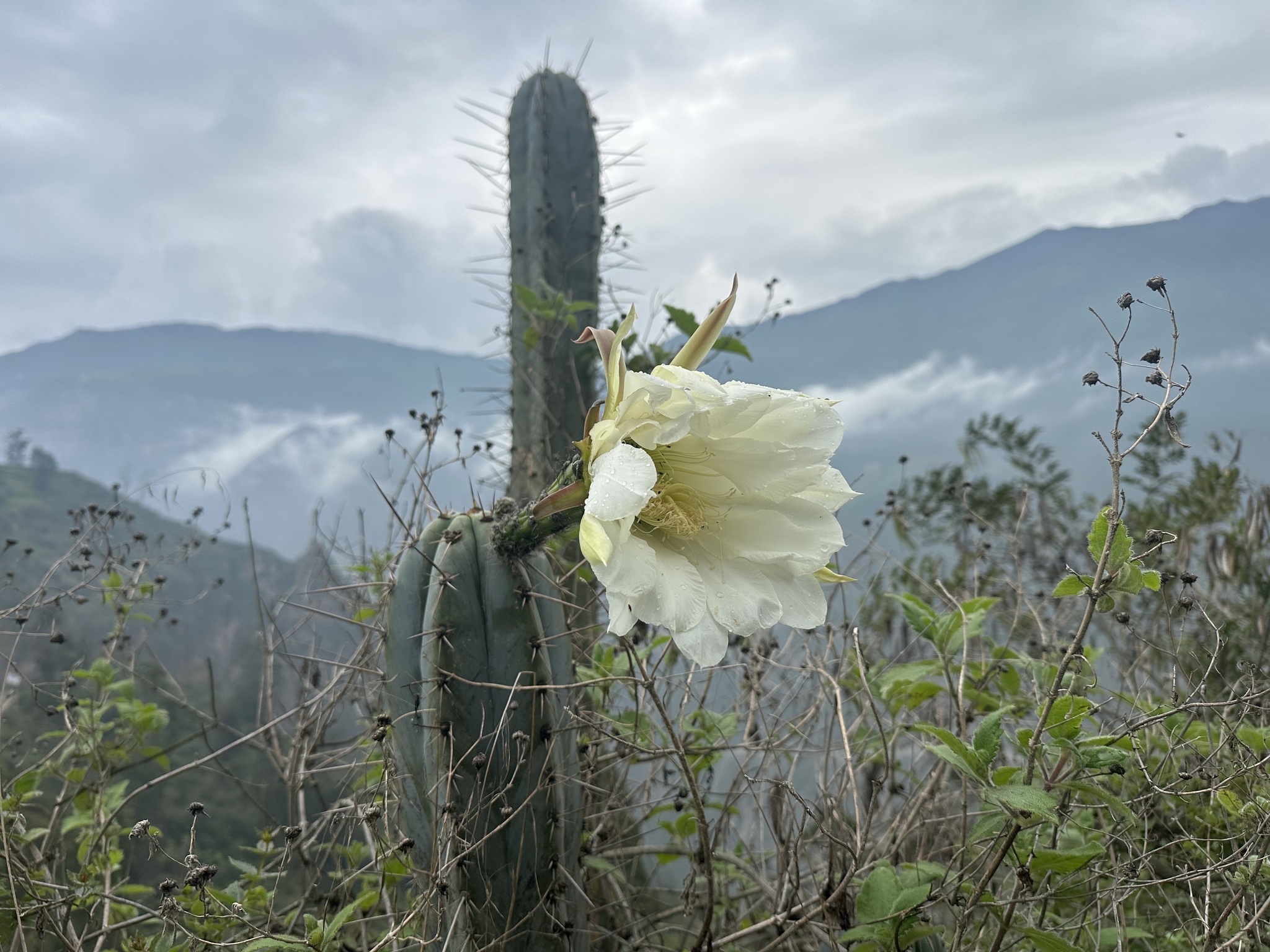 Imagem de Cacto San Pedro