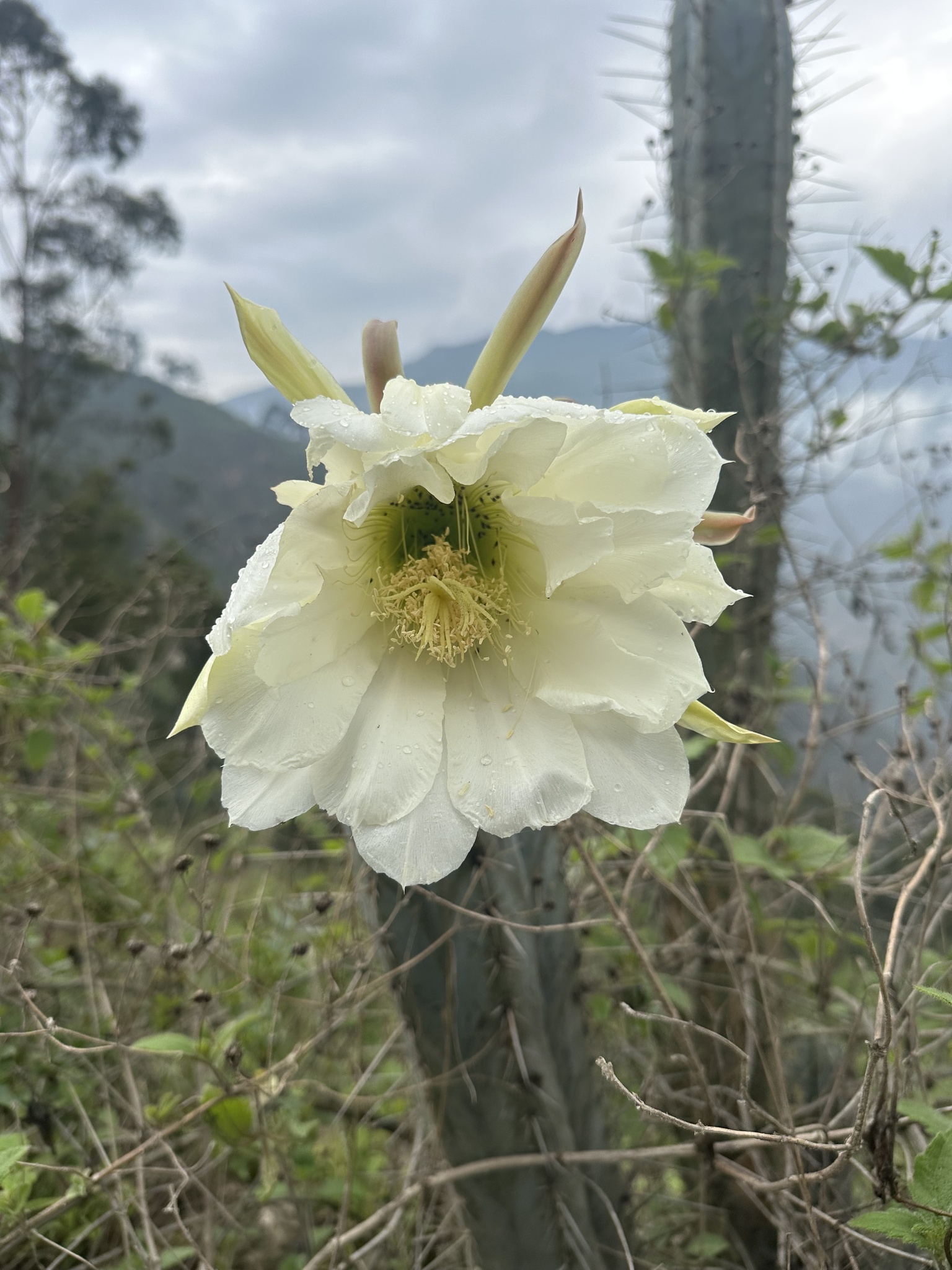 Imagem de Cacto San Pedro