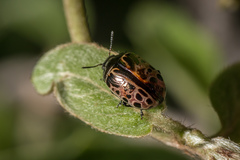 Calligrapha eupatris