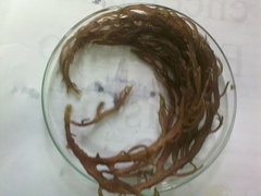 Kappaphycus alvarezii