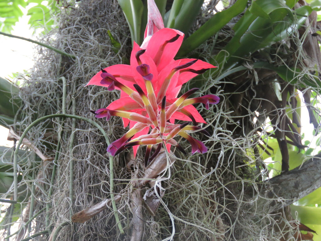 Billbergia morelii