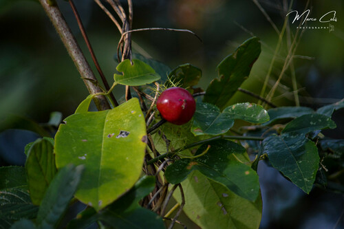 Foto de Maracujá-de-cerca