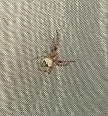 Larinioides patagiatus