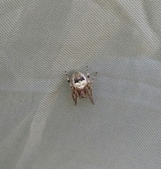 Larinioides patagiatus