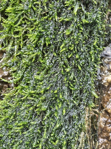 Hygroamblystegium tenax observed 2025-02-13