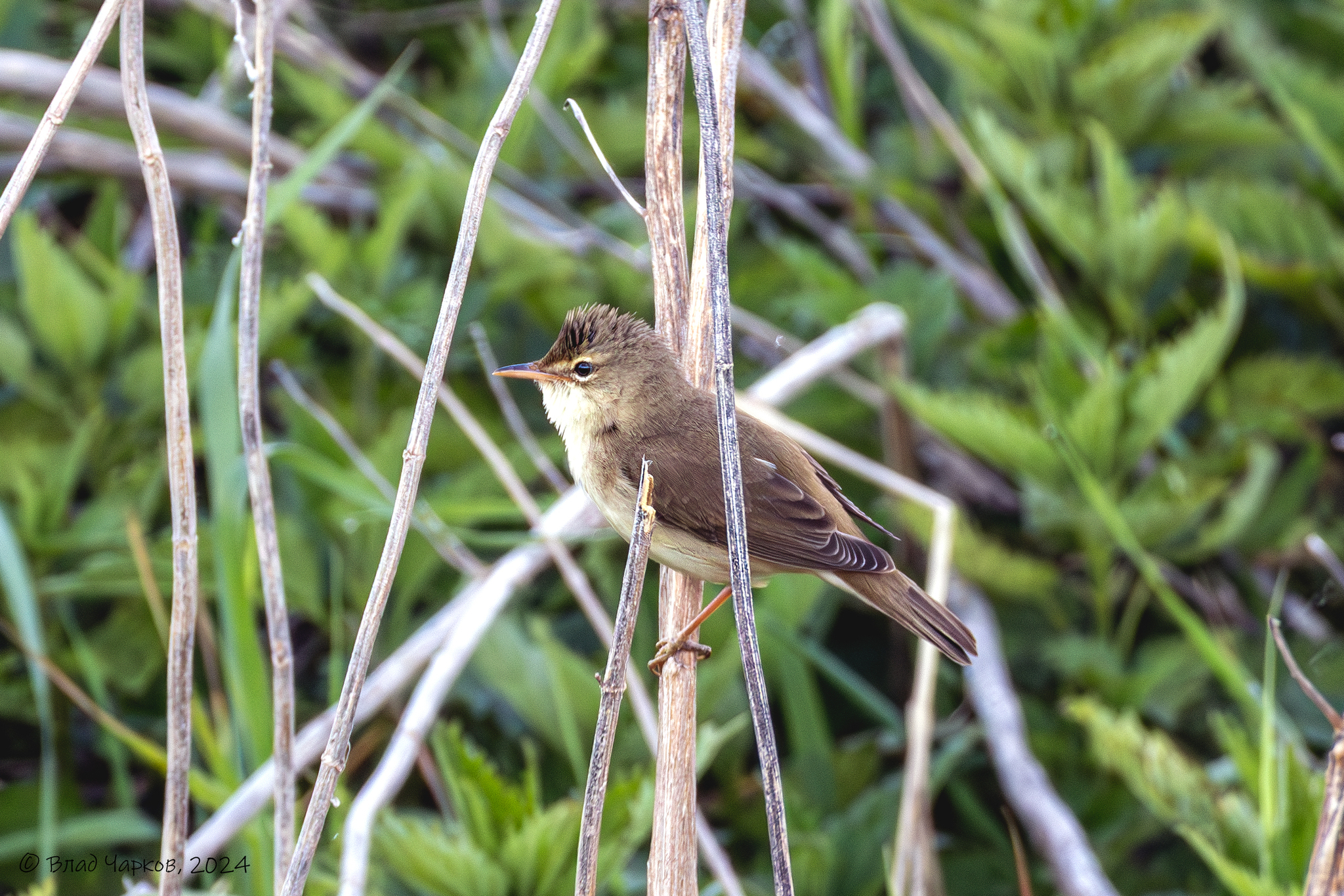 iNaturalist.org. В. Чарков, Новочебоксарск Чувашия, май 2024