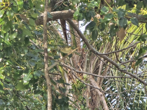 Ruby-crowned Kinglet photographed in Florida