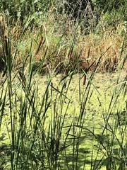 Typha angustifolia