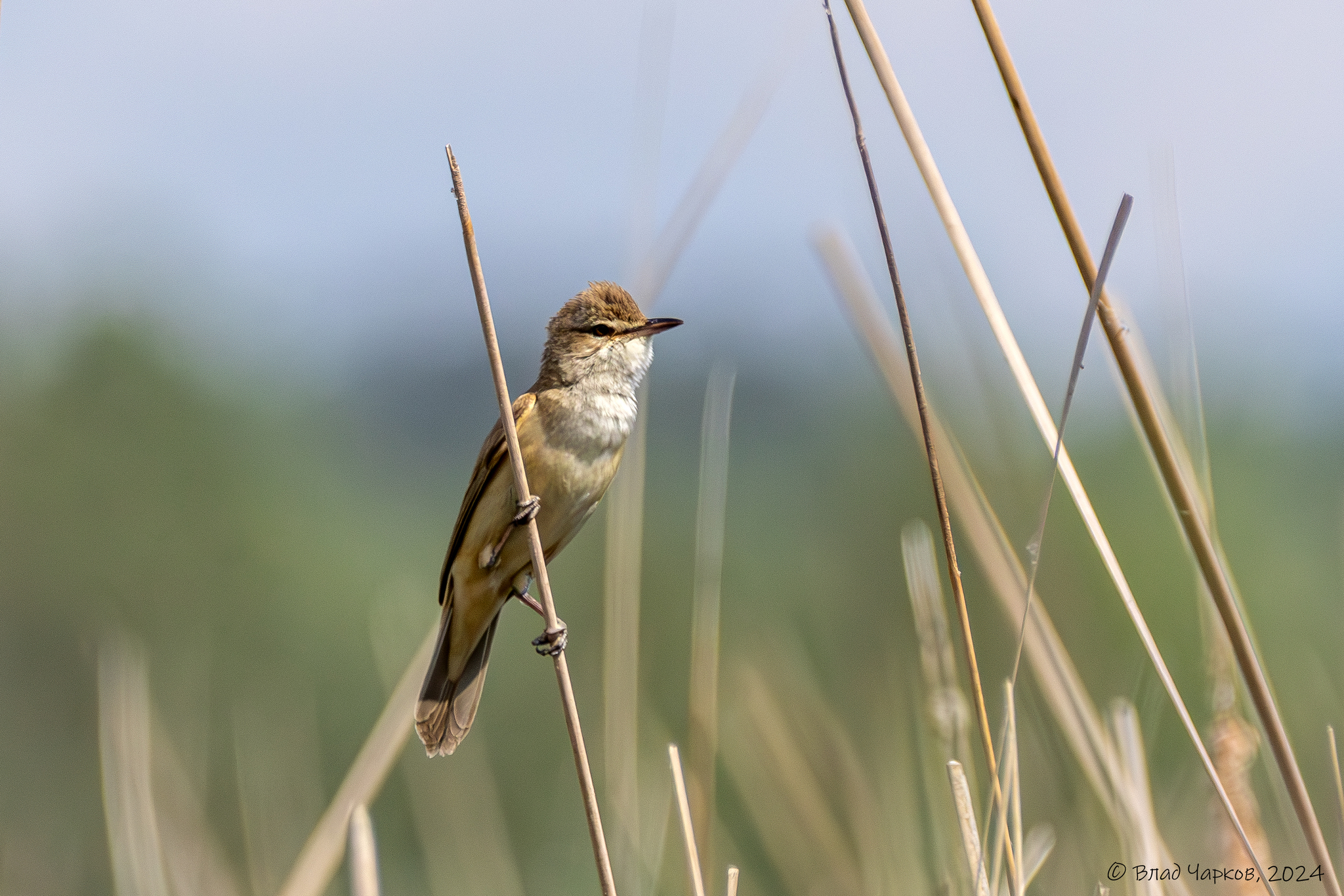 iNaturalist.org. В. Чарков, Ядринский р-н Чувашия, май 2024