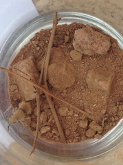 Dasymutilla eminentia