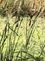 Typha angustifolia