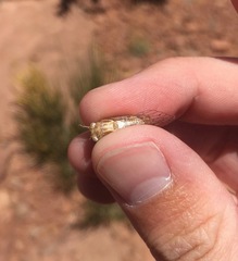 Beameria ansercollis