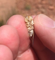 Beameria ansercollis