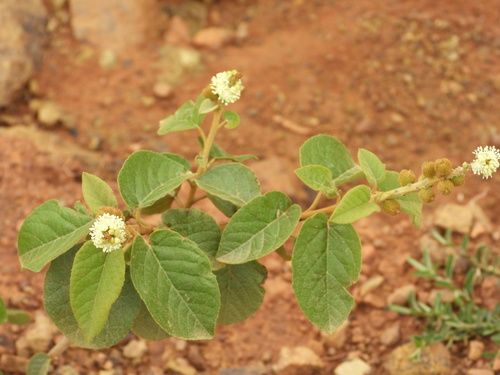 Croton quadrisetosus